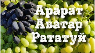 К-ш Аватар, Рататуй, Арарат - просто супер виноград ǃ ǃ ǃ