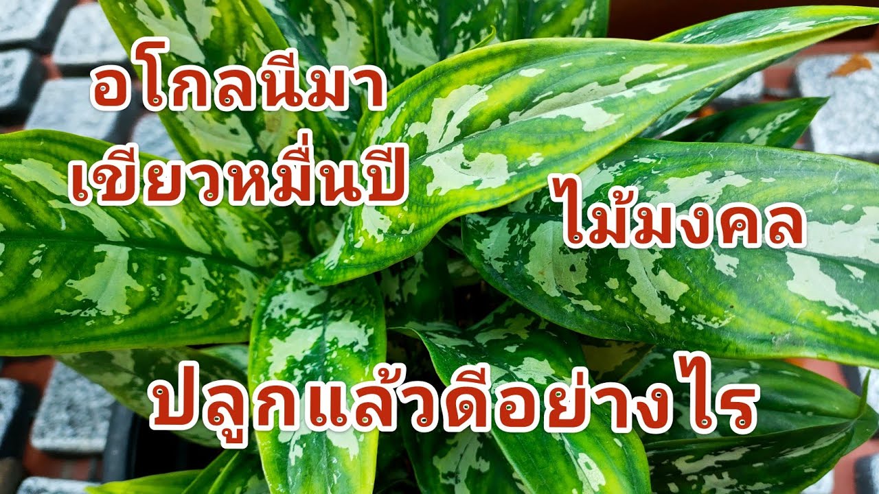 ไม้ประดับมงคล  Update  อโกลนีมา(Aglaonema) เขียวหมื่นปี ไม้มงคลใบสวย ปลูกแล้วดีอย่างไร