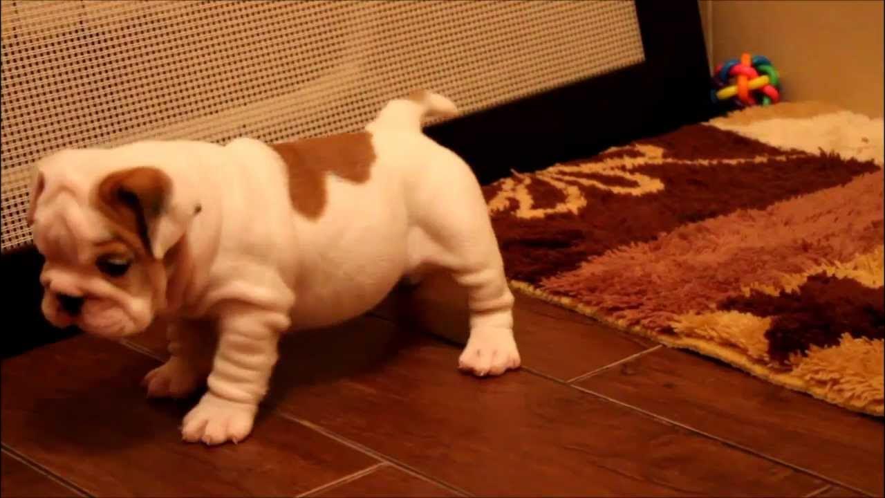 Elliot 3,5 months old french bulldog in motion - YouTube