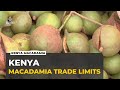 Kenya Farmers Face Export Limits on Macadamia Trade