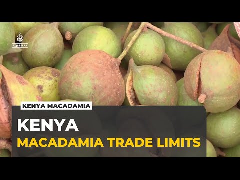 Kenya Farmers Face Export Limits on Macadamia Trade