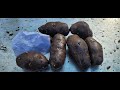 Сорт картофеля Северное Сияние. Potato seeds North Shine.