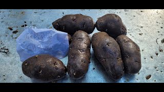 Сорт картофеля Северное Сияние. Potato seeds North Shine.