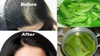 How to prevent Hair Loss | Guava Leaf Ends Hair Loss and Stimulates Hair Growth | Muskarati Zindgi