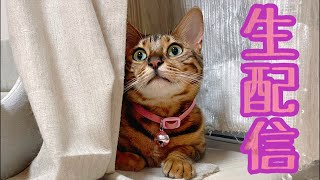 【生配信8/8】猛暑や台風やら大変ですが変わらず平和な猫でも見ませんか？生配信