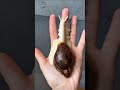 Slow and Steady Snails' Snacking Adventure" #nature #trending #shortsfeed #shorts