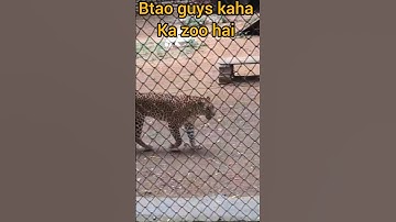 Tiger Ke Bilkul Pass Aa Gaye 😬 #zoo #animals #trending