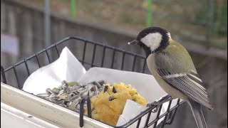 서울 자취방에서 새들에게 먹이를 준다면? : Bird Feeder in Seoul