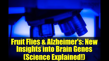 Fruit Flies & Alzheimer
