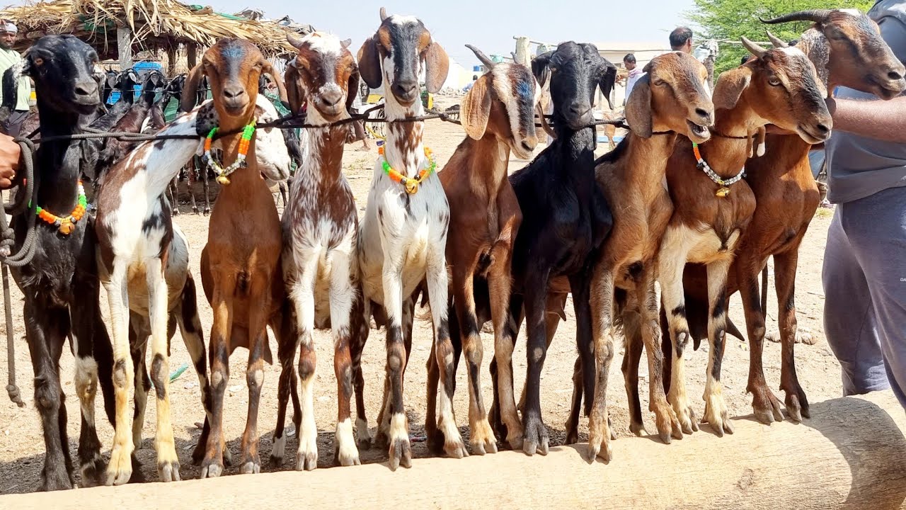 కొండమల్లేపల్లి మేకల సంత-konda mallepally goat market-biggest goat market mallepalli-mallepally video