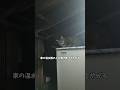 勝手に人の家を縄張りにするのやめてください🐾