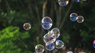 Soap Bubbles Floating In The Air With Natural Green Blurred -1997