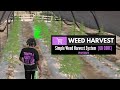 Free Cannabis Harvest Script For Five M (QB Core Framework) 2026