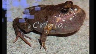 Download Ciri  Ciri  Hewan  Mamalia  Aves  Pisces  Amphibia  