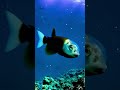 This Deep-Sea Fish Can Look Through Its Own Skull 😱 #animalfacts #viralshorts