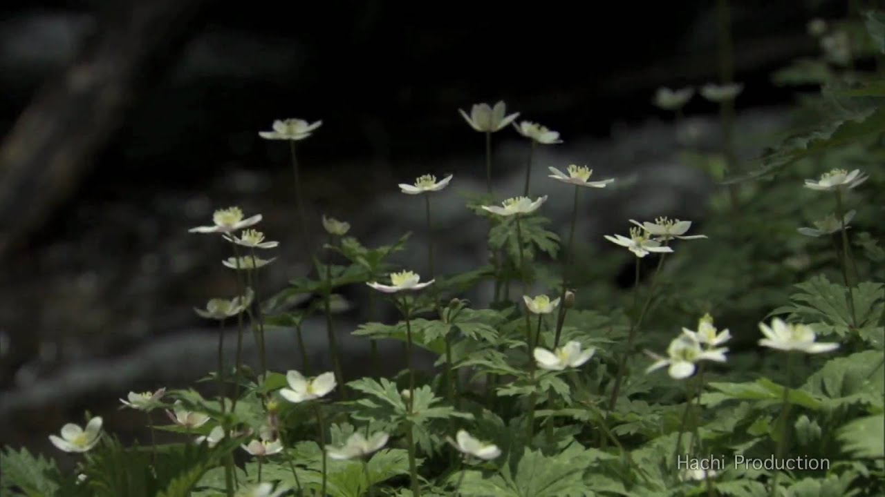 穂高#100529 ニリンソウ
