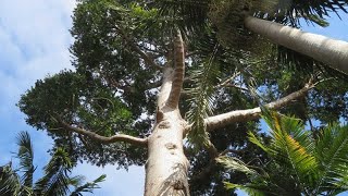 Agathis robusta - Queensland Kauri Pine