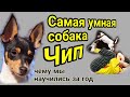 Цирковой артист собака Чип | Circus performer dog Chip