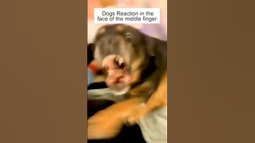 Dog Reaction to Middle Finger   😂 #reaction #doglover #funnydogs