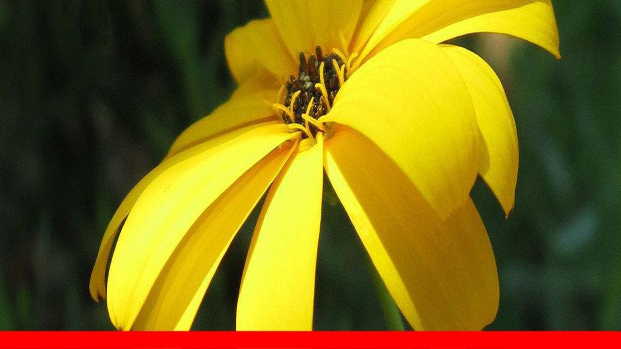 Deliciously Fragrant Heirloom Flowers 🛋️