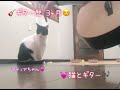 💓猫とギター🎶ギター歴3ヶ月です☺️『H』と『Po』💦頑張ってます(  ́ ▽ ` )ノ🔆🔅