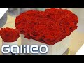 Diese Rosen können nicht verblühen - Warum? | Galileo | ProSieben