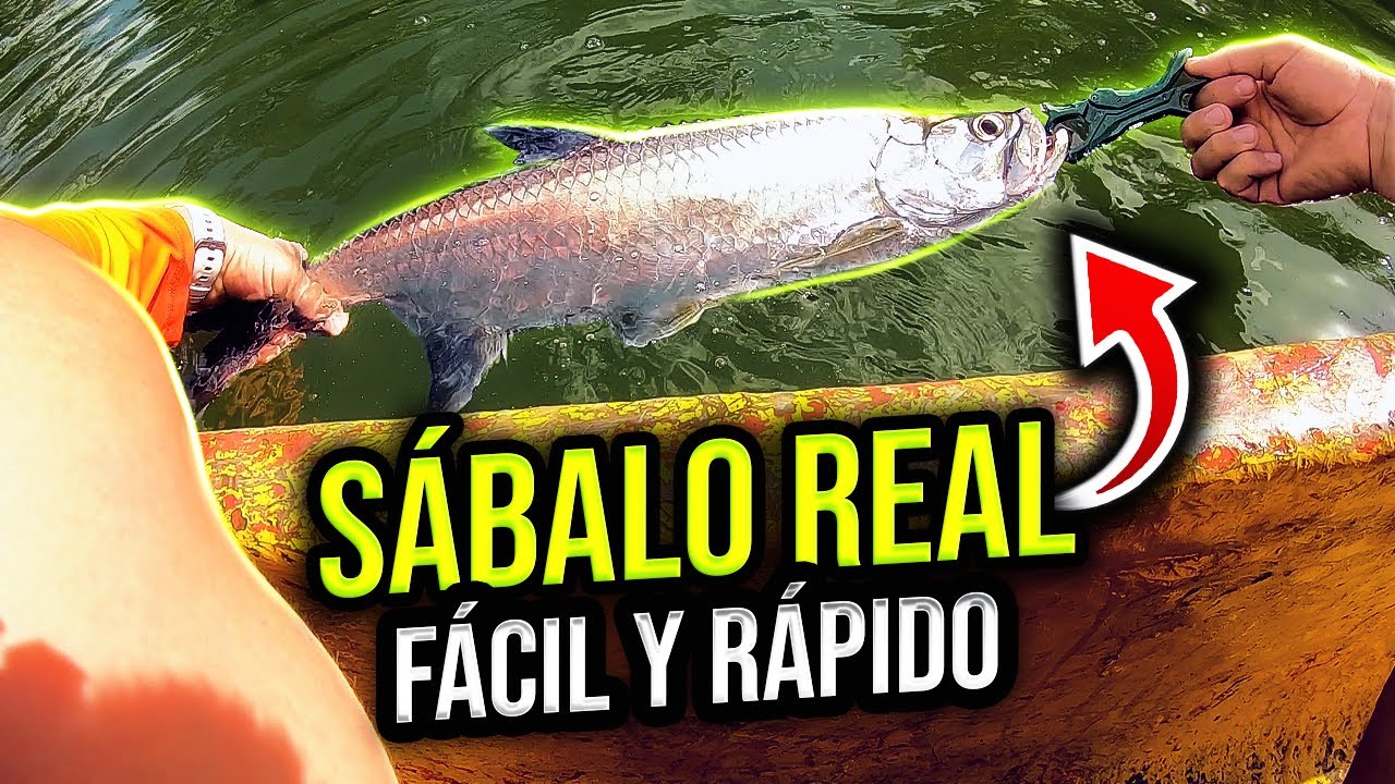 🔥 Qué señuelos usar para pescar SÁBALO REAL ? ( Equipo y Técnicas Efectivas)