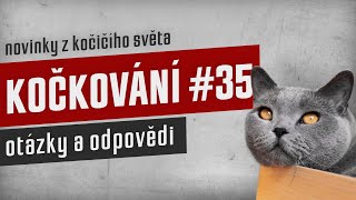 KOČKOVÁNÍ #35 - Stream: otázky a odpovědi