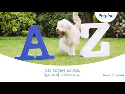 Your pet advice guide to pethood | Petplan