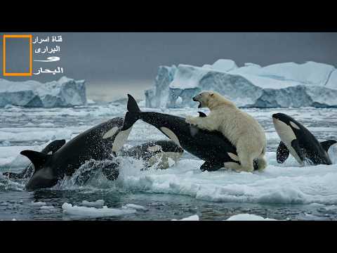 المواجهة الأسطورية في القطب الشمالي الدب القطبي ضد حيتان الأوركا العملاقة وثائقى عن الحيوانات 