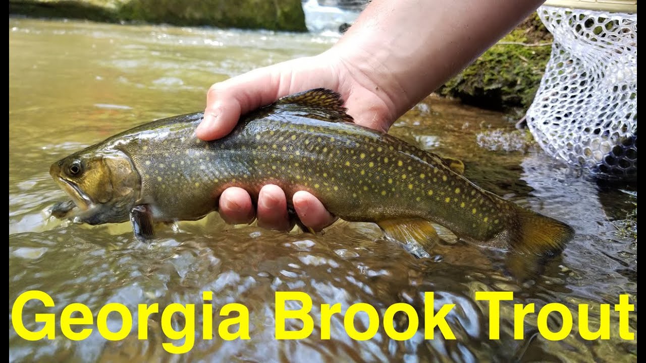 Georgia Brook Trout Fishing 