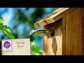 Everything you need to know about bird nesting boxes Everything you need to know about bird nesting boxes