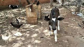 Criando bezerro na mamadeira (GABIRU)