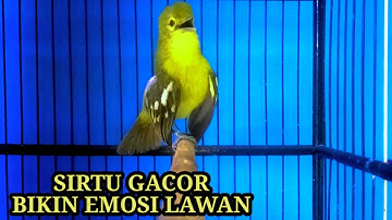 SIRTU GACOR TERSUKSES BIKIN SIRTU JENIS APAPUN CEPAT IKUT BUNYI DAN GACOR.