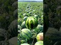 مشوب بدي بطيخه 