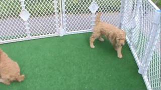 Corawithpups1005.MPG