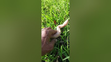 Burmese python handling tips and tricks outside