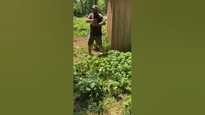 Mama Pig Says, "I Think Not" || ViralHog