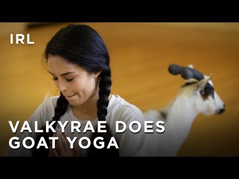 Valkyrae Does Goat Yoga, ft. Peeing Goats | IRL - HTC Esports