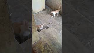 #cat#catlove#whitecat##petlove#cutecat#cuteanimals#cute#animalfunny