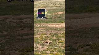 Prairie Dog Town #nature #pleasesubscribetomychannel #wildlife #adventure #getoutside