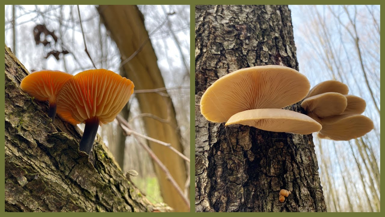 Много зимних опят и поздних грибов. Часть1