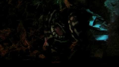 my diamond x carpet python eating