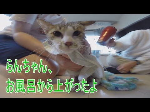 【子猫のらんちゃん】らんちゃん風呂上がりで身体を拭いてもらう