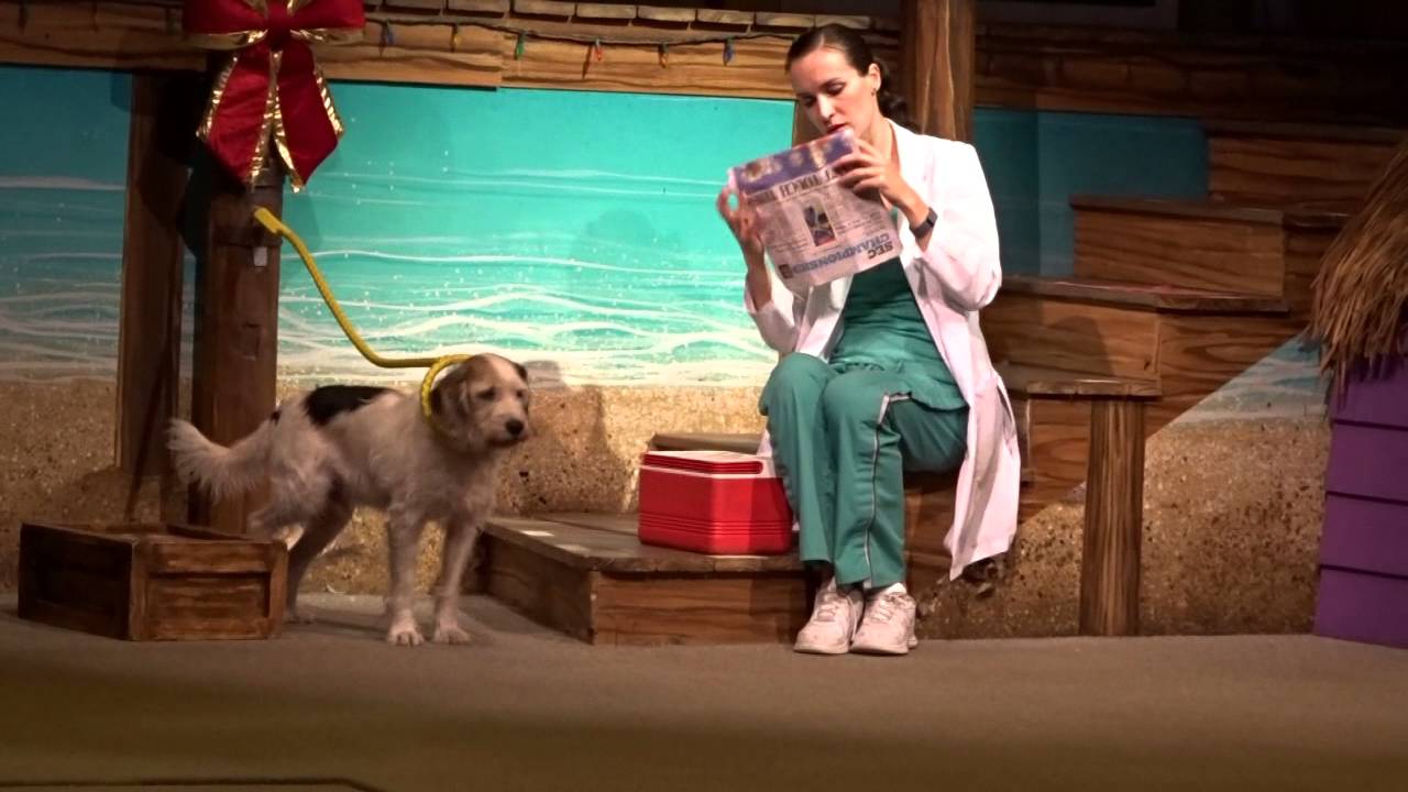 FLORIDE SEA WORLD Pet's show YouTube