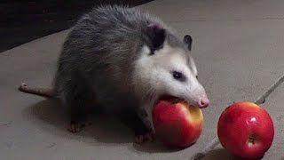 Possum Apple CRUNCH