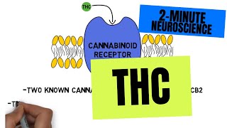 2-Minute Neuroscience Thc