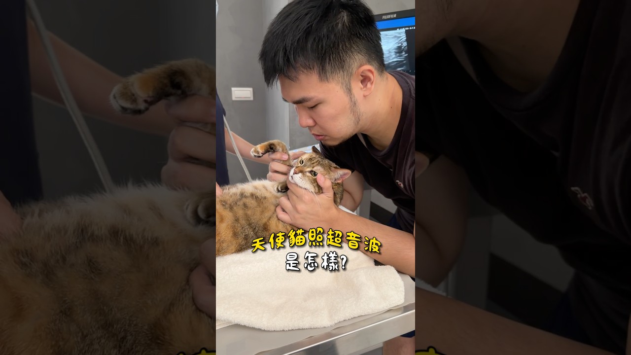 招弟是超級天使貓🥺居然可以這樣照超音波!2027瑪瑪年曆組早鳥預購中喔~ #瑪瑪商行 縮圖