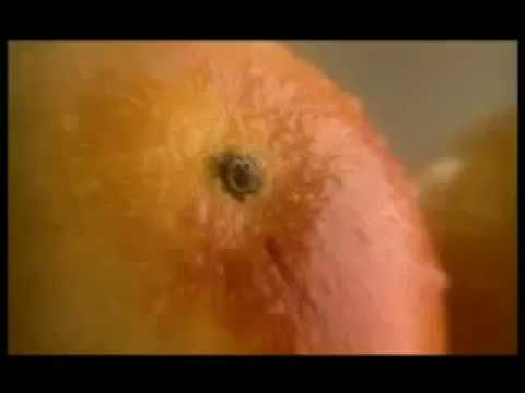 Bejois Fruit Drink - video from Jagdale