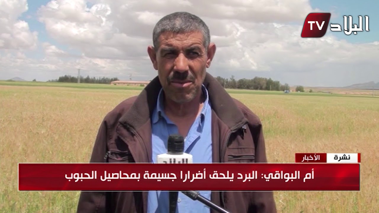 أم البواقي : البرد يلحق أضرار جسيمة بمحاصيل الحبوب